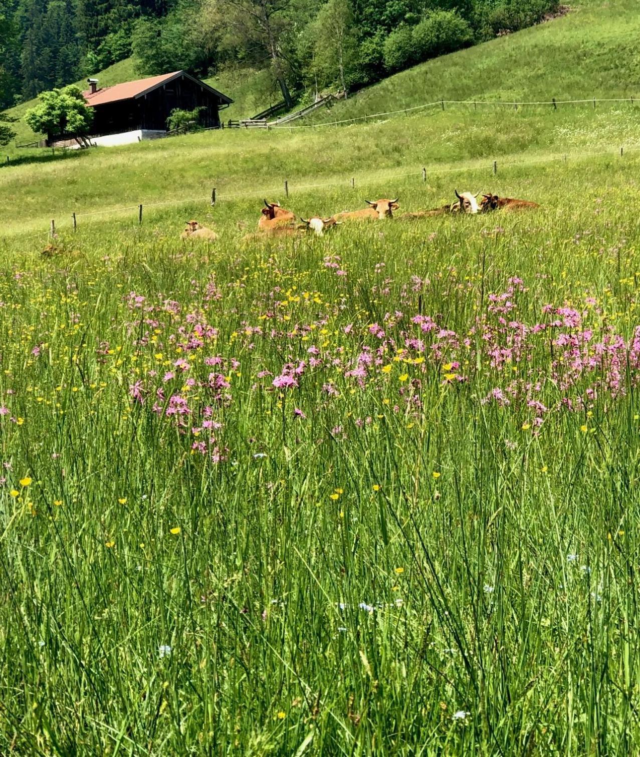 Alpenoase Schliersee - Grosse Suite Mit Sauna Oder Gemuetliche Studio Appartements 客房 照片